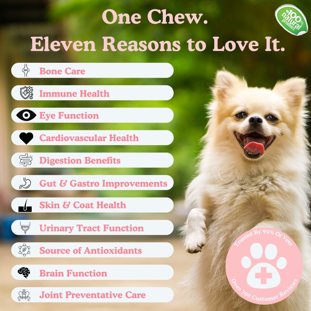 Eleven Reasons To Love Dog Supplements